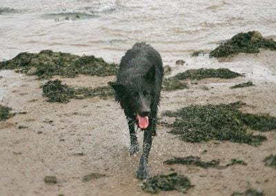 German shepherd on beach