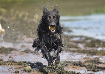 gsd running with ball