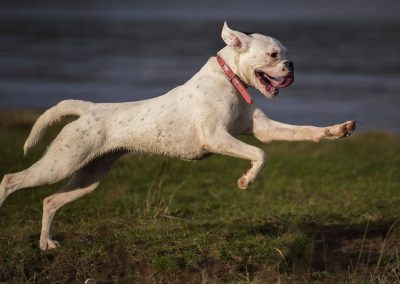 flying boxer dog
