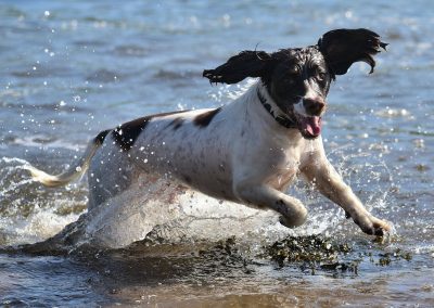Spaniel splashing
