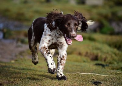 dog running with tongue out