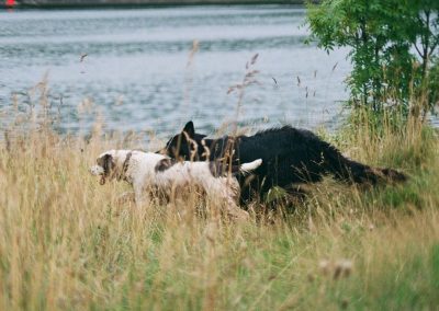 spaniel and GSD