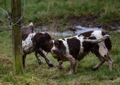 Dirty springer spaniels