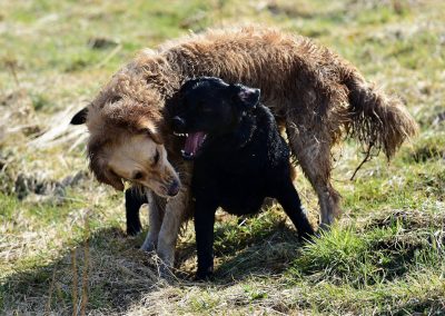 Dogs play fighting