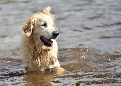 dog wading in water