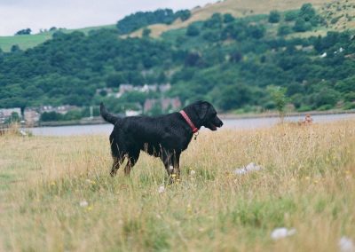 Labrador in long grass