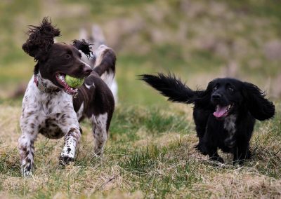 Spaniels running