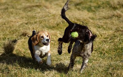 Jess and Flo dogs after a ball