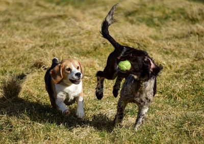 dogs after a ball