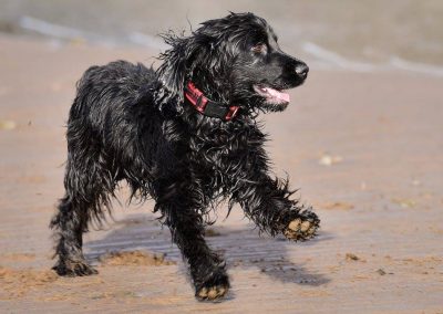 happy cocker spaniel