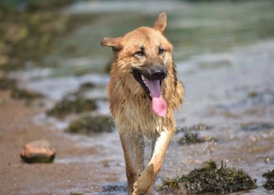 german shepherd with tongue out