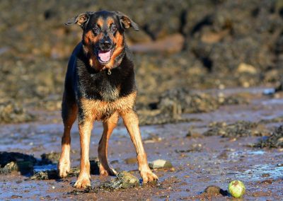 happy rottweiler cross
