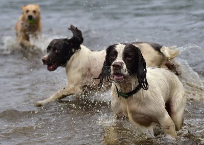 spaniels in water