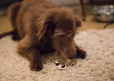 dog eating christmas treat