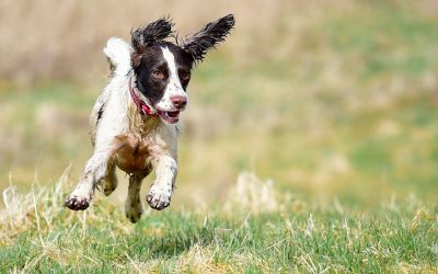 Lexi flying dog flying