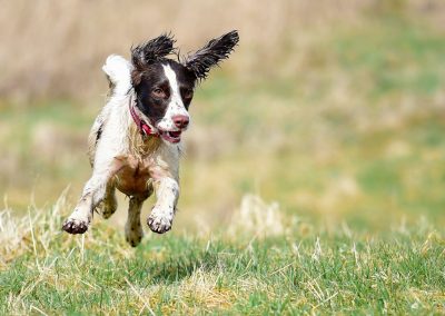 dog flying