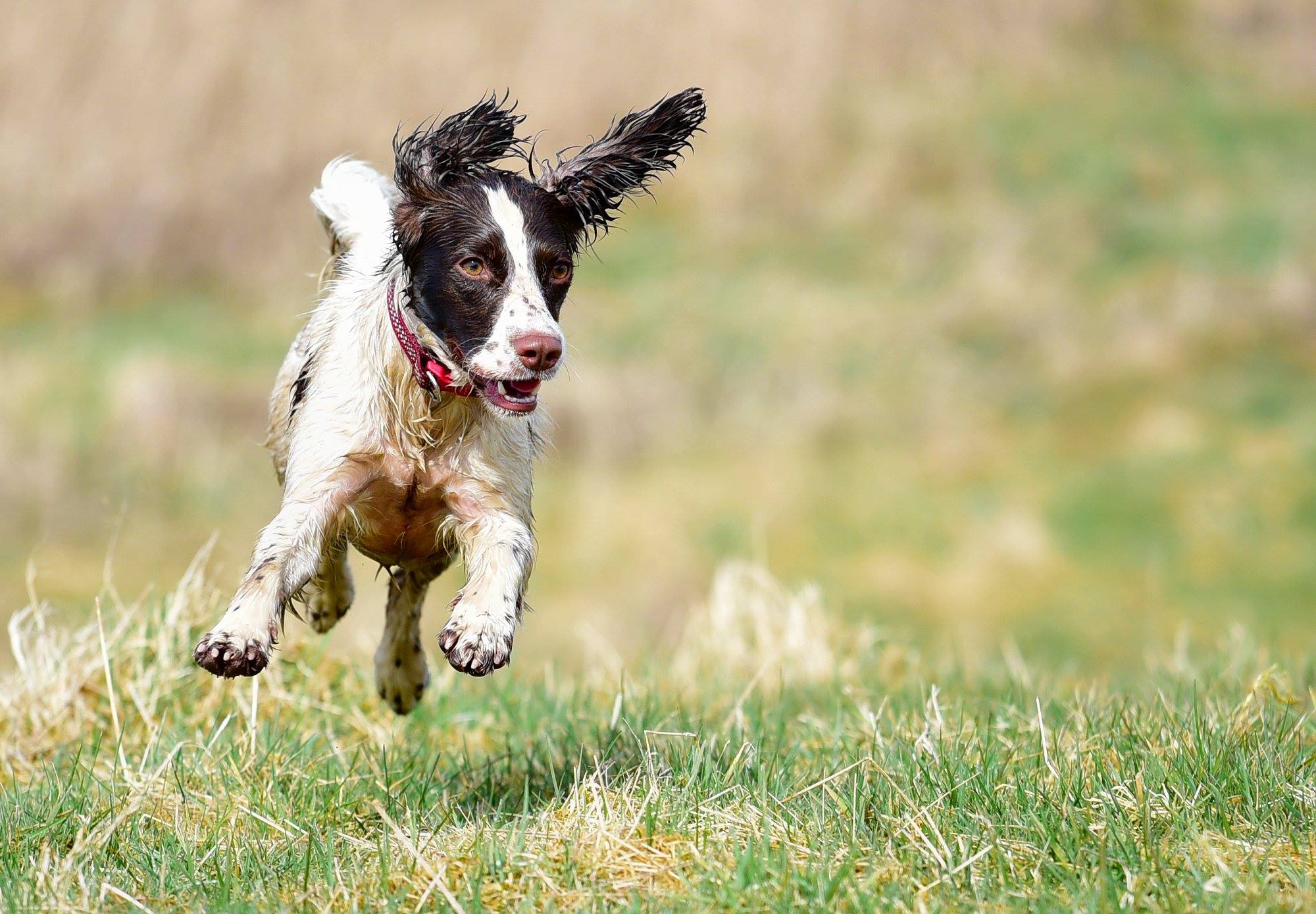 dog flying