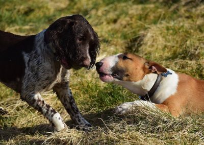 dog greeting other dog