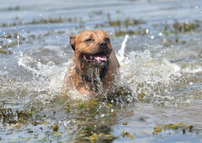 staffordshire bull terrier in water
