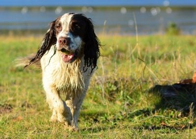 springer on grass