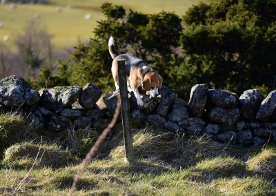 beagle climbing over wall