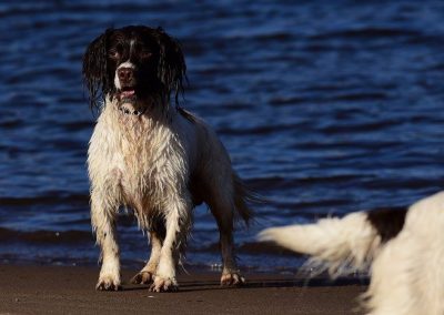 spaniel standing