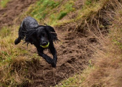 jumping back cocker spaniel