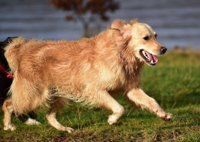 golden retriever running
