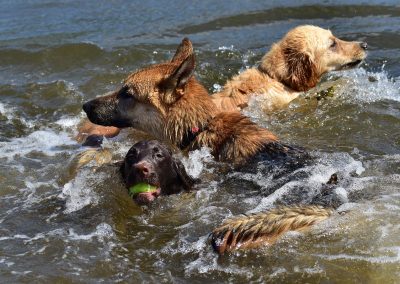 3 dogs in water