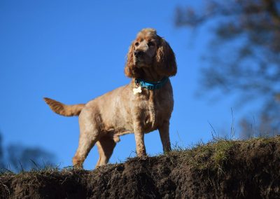 golden cocker standing tall