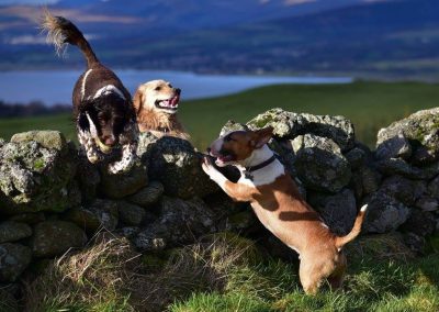 dogs on a stone wall
