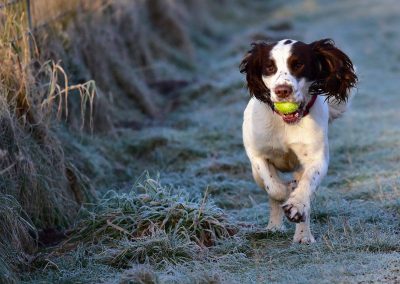 spaniel running on frosty grass