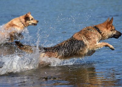 dogs racing for the ball