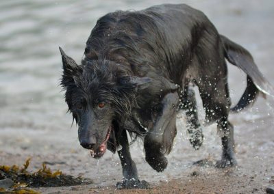 gsd coming out of river