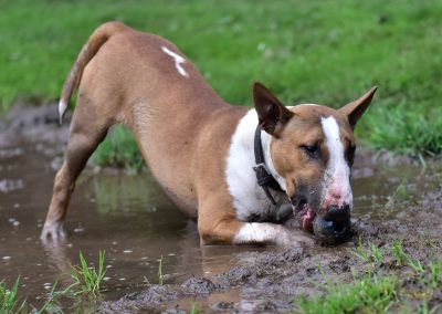 english bull terrier playing with ball