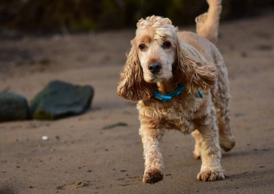 golden cocker spaniel dog