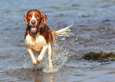 mad welsh spaniel