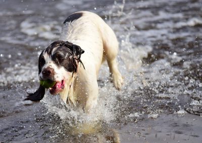 drenched dog