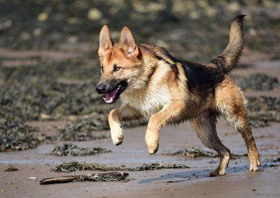 german shepherd running