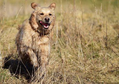 dirty golden retriever