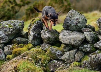 dog walking on stone wall