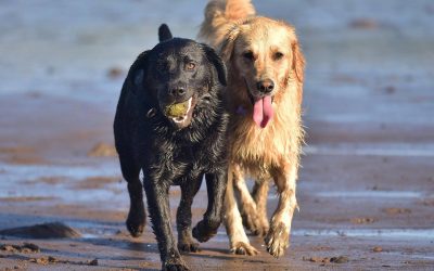 Besties Roxy and Elsa doggy best friends