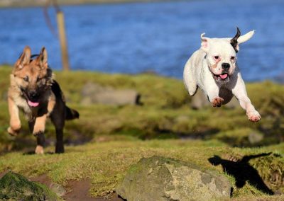 German shepherd and boxer running