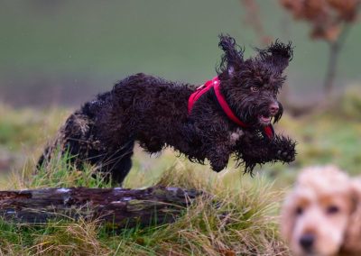 cockapoo jumping