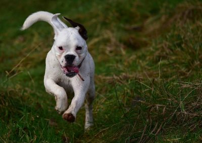 young white boxer dog