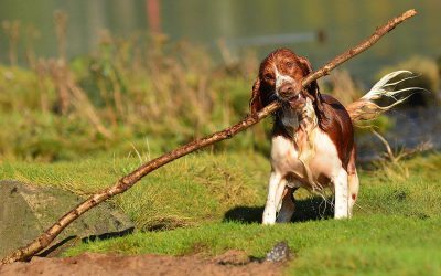 dog with large stick
