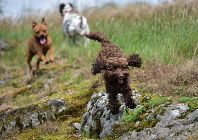 Dogs running on rocky ground