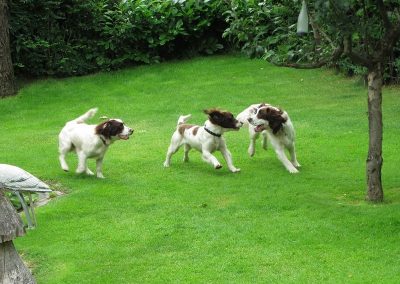 springer spaniels playing