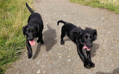 Roxy and Alfie at the beach in Erskine puppies walking outside