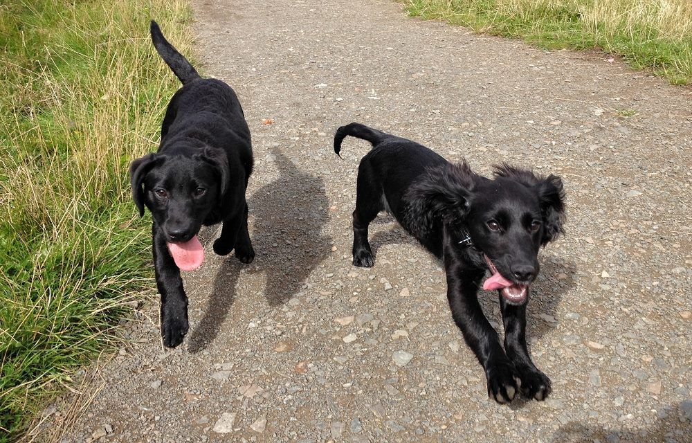 puppies walking outside